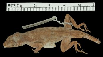 Media type: image; Herpetology R-49740